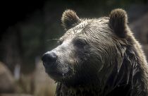 Deux ours survivent à l'incendie tragique d'un zoo en Crimée.