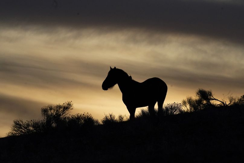 A wild horse stands on a hillside on the Fort McDermitt Paiute-Shoshone Indian Reservation, April 2023