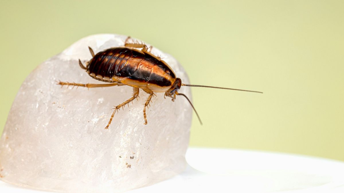 The existence of 'mutant' cockroaches is giving Spanish authorities a headache