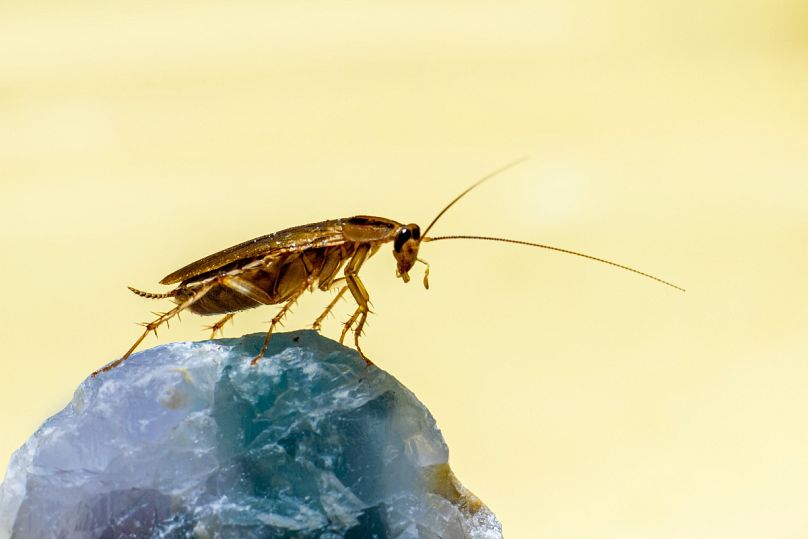 Las cucarachas en España son cada vez más resistentes a insecticidas