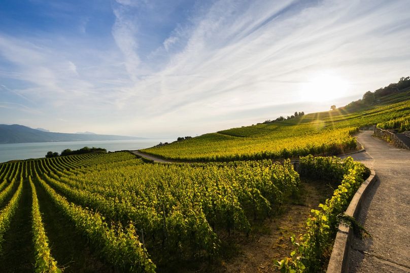 Pay a visit to Lavaux vineyard terraces for a rare chance to sample top notch Swiss wine
