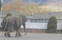 فيل هارب من السيرك يشق الطريق في بوتي. 2024/04/17