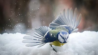 طائر وسط الثلوج في مدينة صوفيا