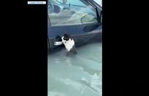 لحظات قبل إنقاذ القطة .. صورة مأخوذة من مقطع فيديو 