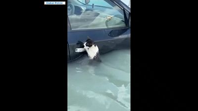 لحظات قبل إنقاذ القطة .. صورة مأخوذة من مقطع فيديو 