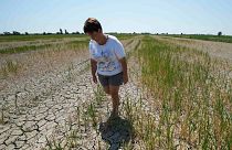 La agricultora Elisa Moretto camina por su campo de arroz seco en Porto Tolle, Italia, julio de 2022. 