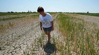 La agricultora Elisa Moretto camina por su campo de arroz seco en Porto Tolle, Italia, julio de 2022. 