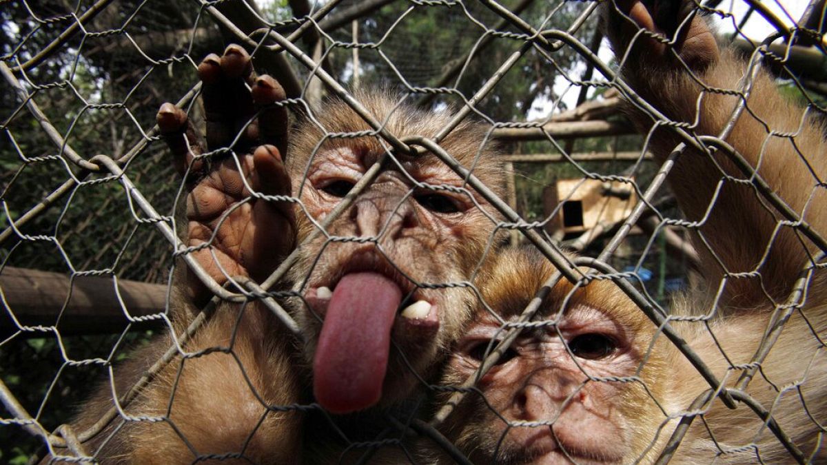 The virus is found in the saliva, urine, and stools of infected macaque monkeys, with bites or scratches capable of causing animal to human transmission.