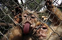 El virus se encuentra en la saliva, la orina y las heces de monos macacos infectados, y las mordeduras o arañazos pueden causar la transmisión del animal al ser humano.