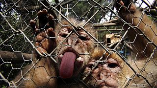The virus is found in the saliva, urine, and stools of infected macaque monkeys, with bites or scratches capable of causing animal to human transmission.