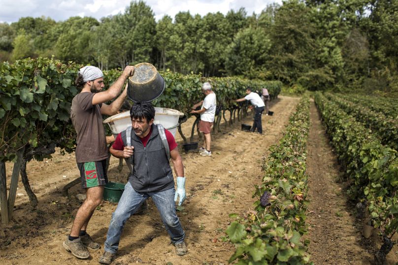 workers collect red grapes in a burgundy vineyard during the grape harvest season, in Volnay, September 2017