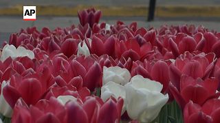The Western Ukrainian city of Lviv planted 100,000 Dutch tulips that the Netherlands offered as gifts to the war-stricken town for flower therapy and as a symbol of hope