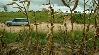 Zimbabwe: El Nino-linked drought threatens maize production