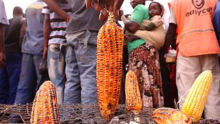 Zimbabwe : la sécheresse menace les récoltes de maïs
