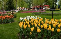 Tulipanes en Pitesti -  Rumanía