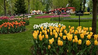 Festival de tulipas na Roménia