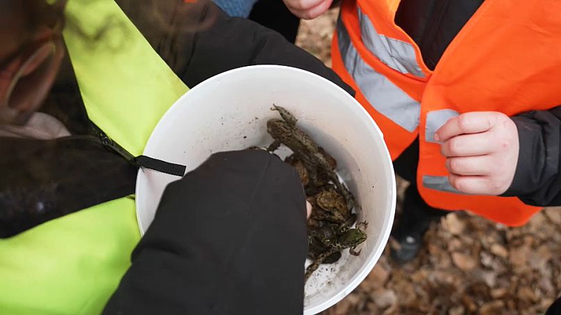 Cada día, unos cincuenta voluntarios y escolares se turnan para rescatar sapos y ranas de morir atropellados.