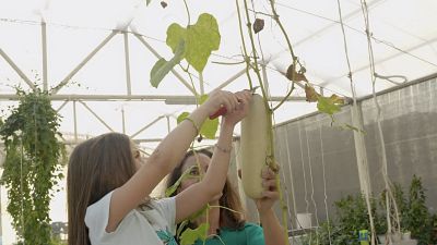 Farm to table initiatives blooming in Qatar