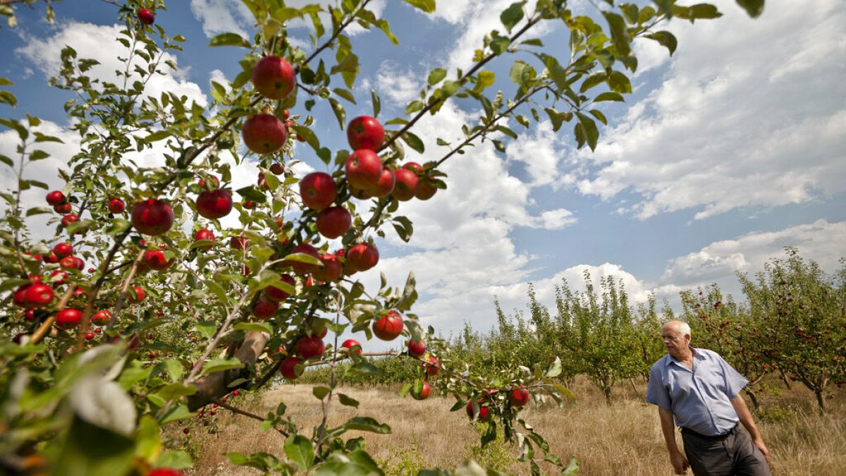 Europe's fruit farmers worry as unseasonal frosts threaten harvests thumbnail