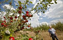 FILE - Farmer Sergiu Calmac stands in his apple orchard in Harbovat, Moldova, Aug. 7, 2014 