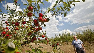 FILE - Farmer Sergiu Calmac stands in his apple orchard in Harbovat, Moldova, Aug. 7, 2014 
