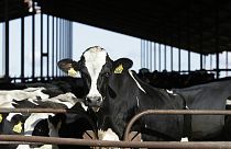 ABD'de süt ineklerinde kuş gribi virüsüne rastlandı