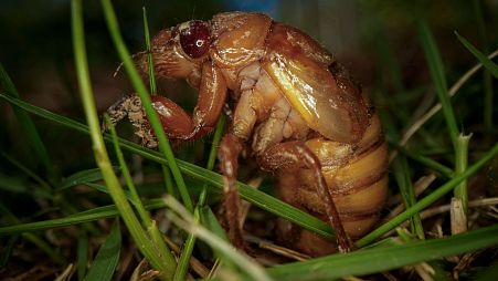 A periodical cicada nymph wiggles in the grass in Macon, Ga., on 28 March 2024, after being found while digging holes for rosebushes.