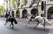 Süvari Birliği'nden kaçan atlar Londra sokaklarında başıboş koşarak trafiği aksattı, kent sakinlerini şaşkınlığa uğrattı