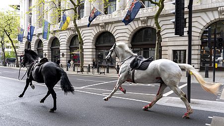 جموح خيول عسكرية في لندن