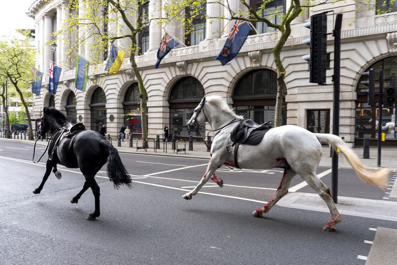 Zwei freilaufende Pferde rasten am Mittwoch, den 24. April 2024, durch die Straßen Londons in der Nähe von Aldwych.