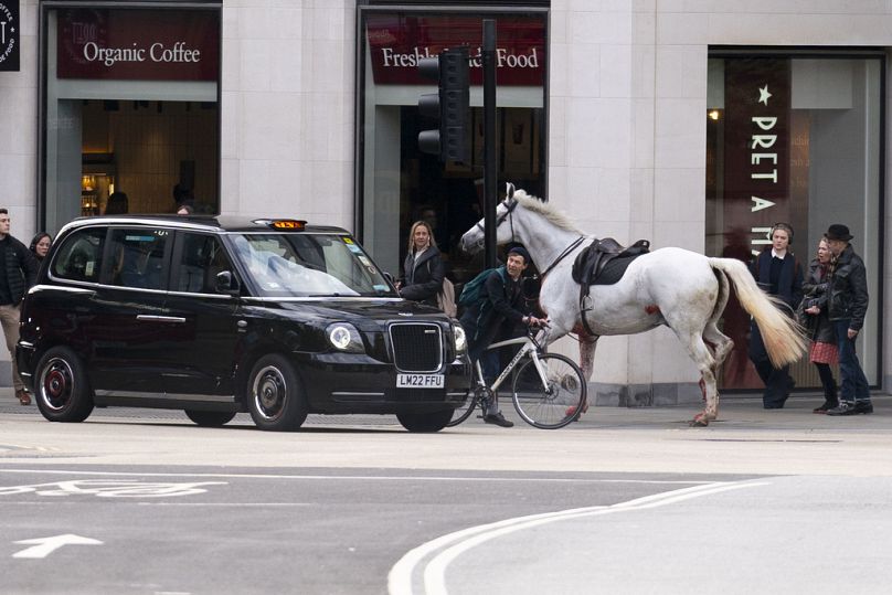 Süvari Birliği'nden kaçan atlardan biri kent sokaklarında başıboş koşarken yayaları ve sürücüleri şaşkınlığa uğrattı