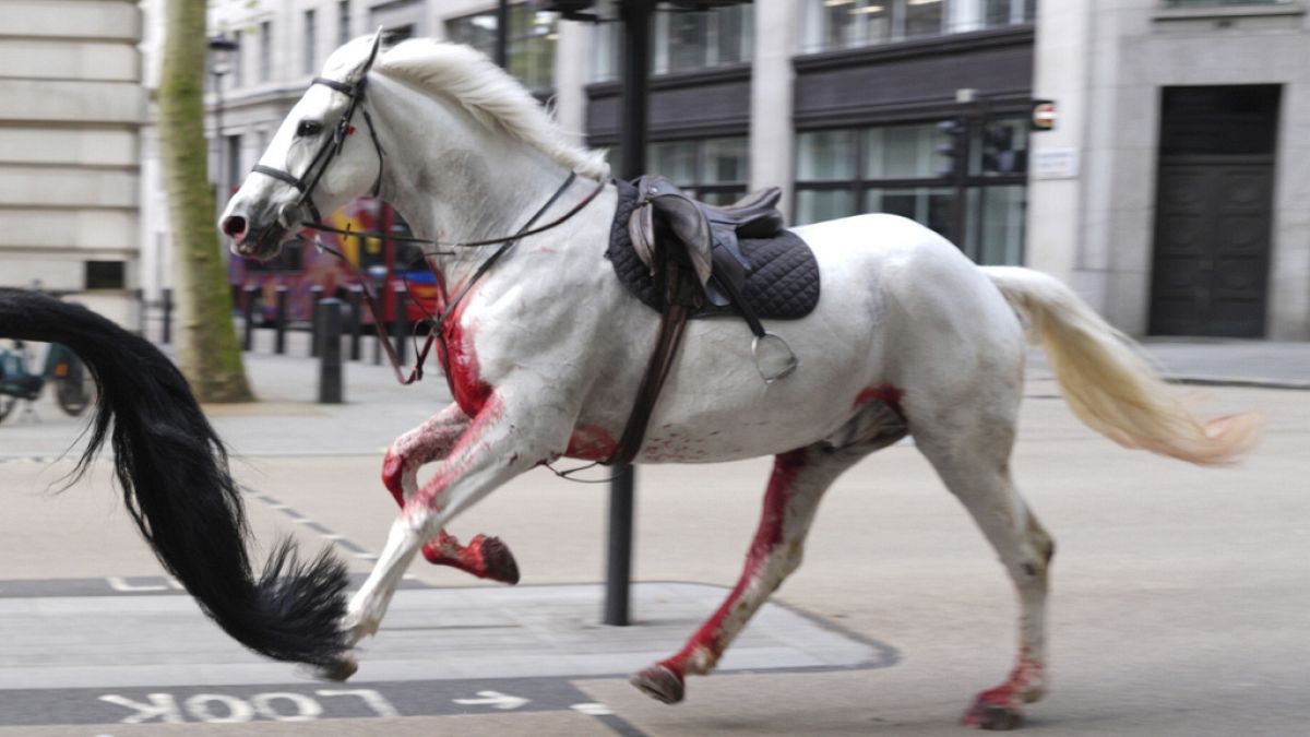 Several military horses run wild in London, injuring four people thumbnail