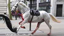 Белая лошадь на рыхлом болте по улицам Лондона недалеко от Олдвича, среда, 24 апреля 2024 года. 