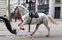 Un cheval blanc sur un verrou lâche dans les rues de Londres, près d'Aldwych, le mercredi 24 avril 2024. 