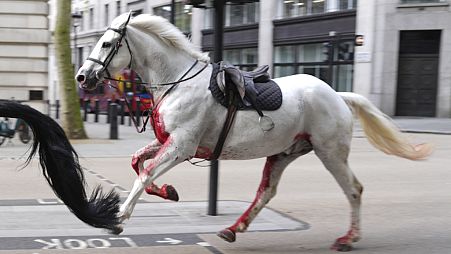 Um cavalo branco no raio solto pelas ruas de Londres perto de Aldwych, na quarta-feira 24 de abril de 2024. 