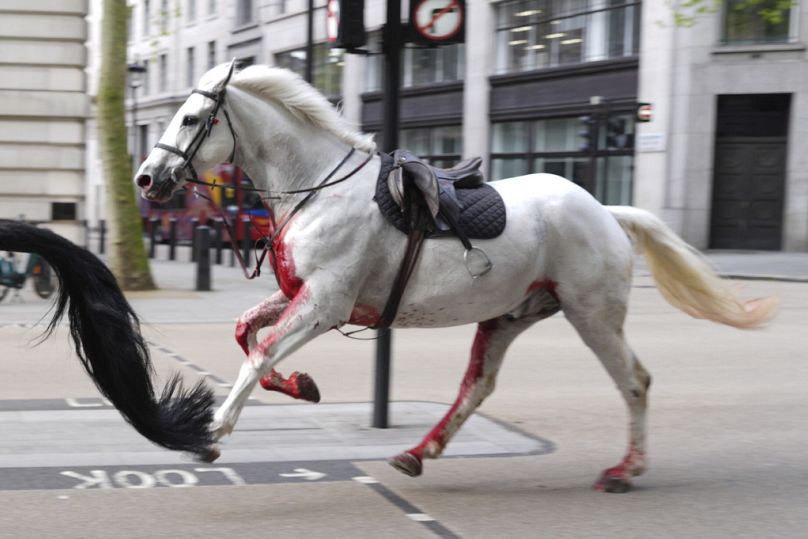 Aldwych yakınlarında dört nala kaçan atlardan biri kan içinde kent sokaklarında koşmaya devam etti