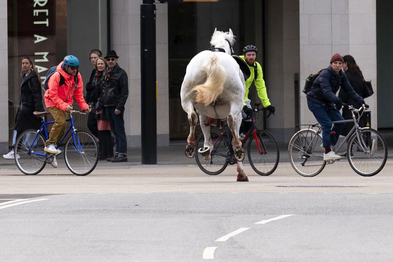 A white horse on the loose bolts through the streets of London near Aldwych, Wednesday April 24, 2024.