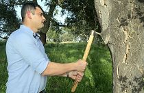 Fábio Mendes, a cork harvester, hits a cork oak with his axe.