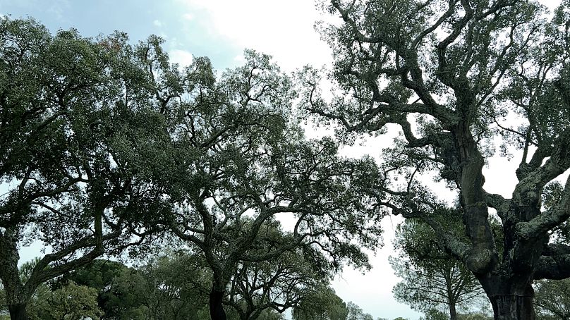 Portekiz'in mantar başkenti Coruche'deki mantar meşe ağaçları.