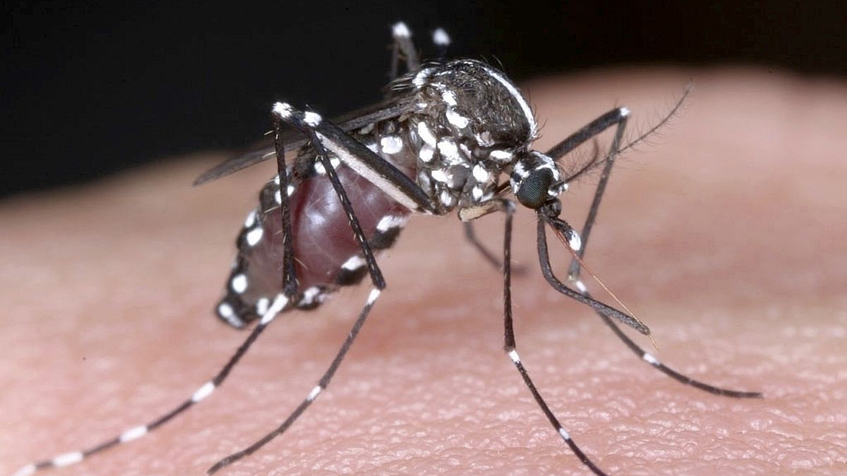 Esta fotografia sem data divulgada quarta-feira, 27 de agosto de 2014, pelo Instituto Nacional de Doenças Infecciosas via Kyodo News, mostra um mosquito tigre.