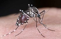 This undated photo released Wednesday, Aug. 27, 2014, by National Institute of Infectious Diseases via Kyodo News, shows a tiger mosquito.