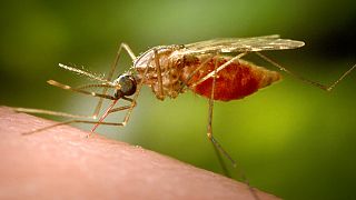 Climate change is bringing malaria to new areas
