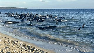 Bis zu 160 Grindwale sind an der westaustralischen Küste, in der Nähe der Touristenstadt Dunsborough gestranet.
