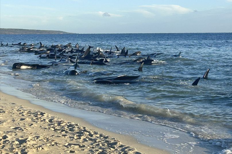 A pod of pilot whales stranded on a beach at Toby's Inlet in Western Australia