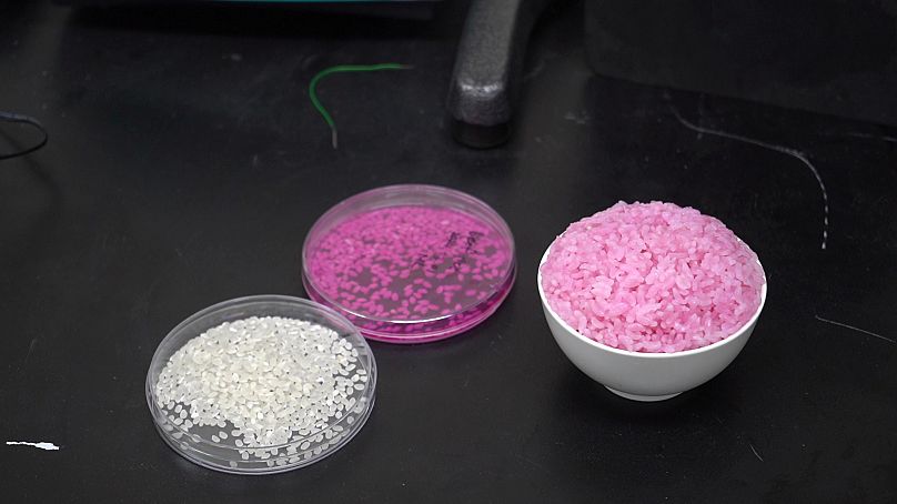 Normal rice grains (left), cell-organised rice grains (middle), cooked hybrid rice (right)