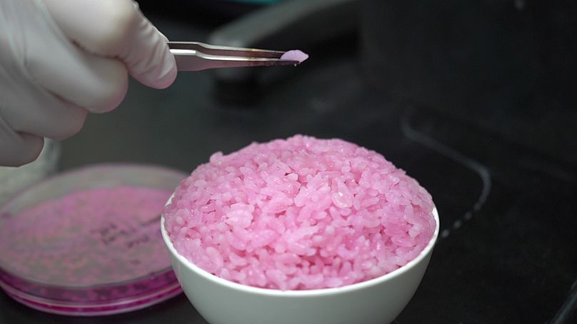 Os grãos de arroz integrados em células animais foram cultivados numa incubadora a cerca de 37 graus durante cerca de 1-2 semanas e cozidos a vapor num micro-ondas.