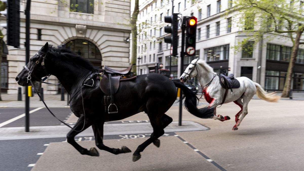 Two horses on the loose, one covered in blood, bolt through the streets of London near Aldwych