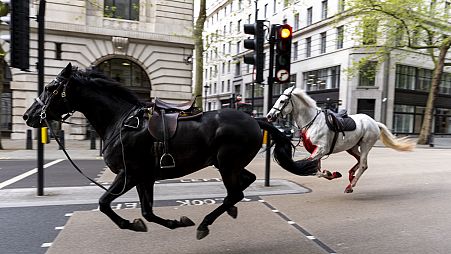 Dos caballos sueltos, uno cubierto de sangre, corren por las calles de Londres cerca de Aldwych
