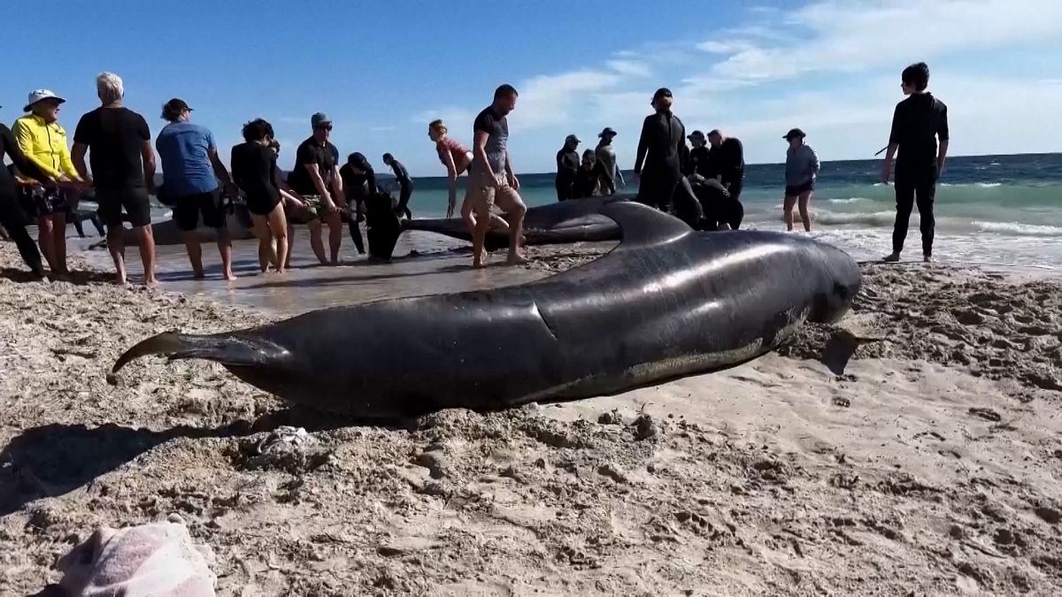 Scientists probe causes behind mass beaching of pilot whales in Australia thumbnail