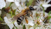 The grey-banded Mining Bee is in danger of decline along with countless other insects